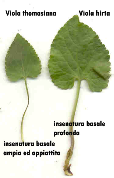 Viola thomasiana / Viola di Thomas